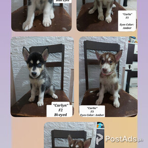 Pure Siberian Husky Puppies | PostAds PH