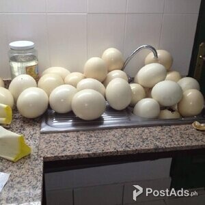 Day old Ostrich Chicks and Guarantee Fertile Ostrich Eggs | PostAds PH