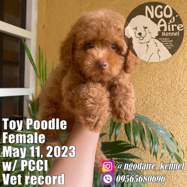 Red Male Toy Poodle with PCCI