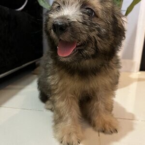 Shihtzu X Chowchow X Poodle | PostAds PH