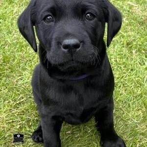 Labrador Retriever puppy | PostAds PH