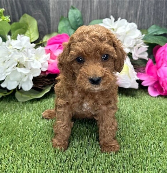 Toy Poodle puppy WhatsApp : +639060393920 