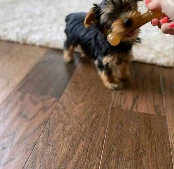 Yorkshire terrier Yorkie puppy