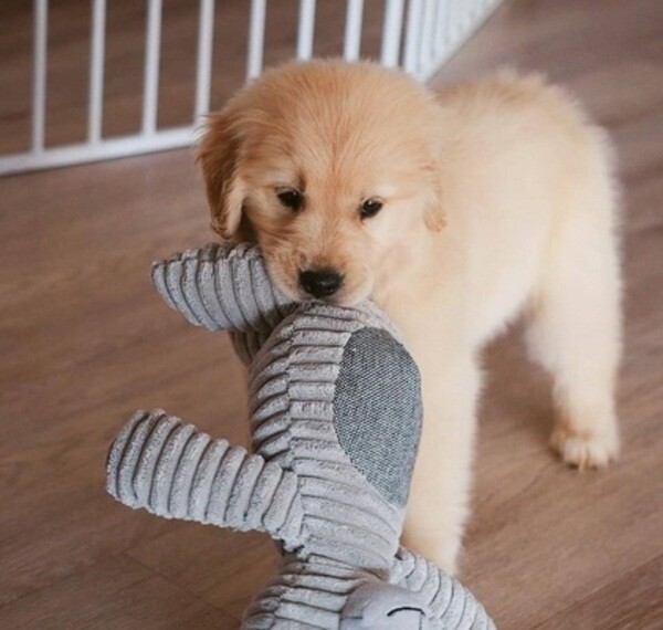 Golden retriever puppy 