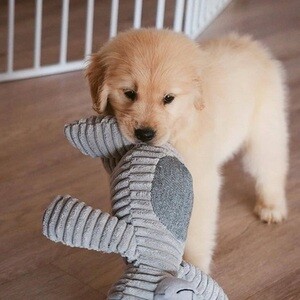 Golden retriever puppy | PostAds PH