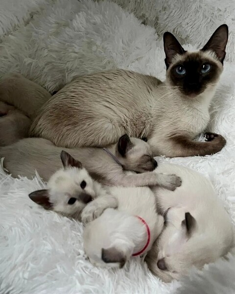 Siamese cat Kitten available