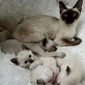 Siamese cat Kitten available | PostAds PH
