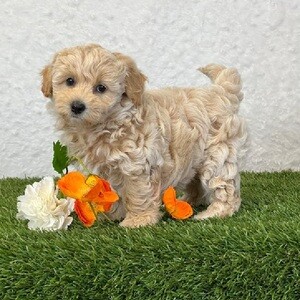 Beautiful Bichon poo puppies | PostAds PH