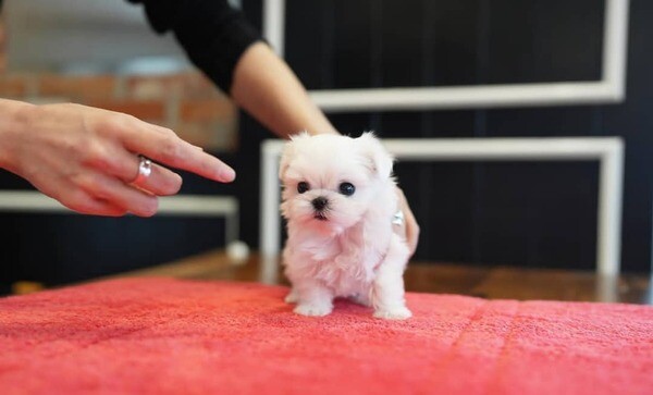 Teacup Maltese puppies