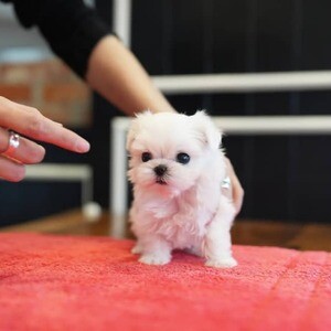 Teacup Maltese puppies | PostAds PH