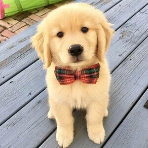 Outstanding Golden Retriever Puppies Viber:+63-948-1451-325 | PostAds PH
