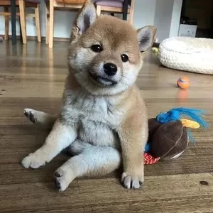Shiba Inu Pups whatsapp:+44-7543-4700-27 | PostAds PH