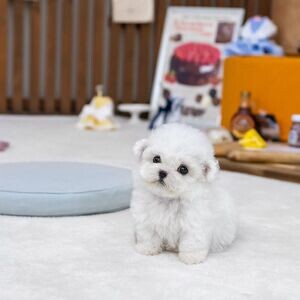Bichon frise puppies Available Both genders | PostAds PH
