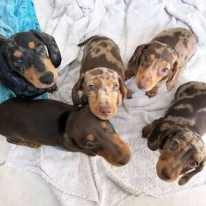 Dobermann Pinscher puppies Available | PostAds PH