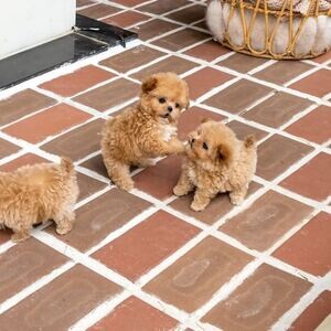 Maltipoo puppies ready | PostAds PH