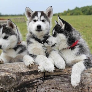 Shiba Inu Babies ready | PostAds PH