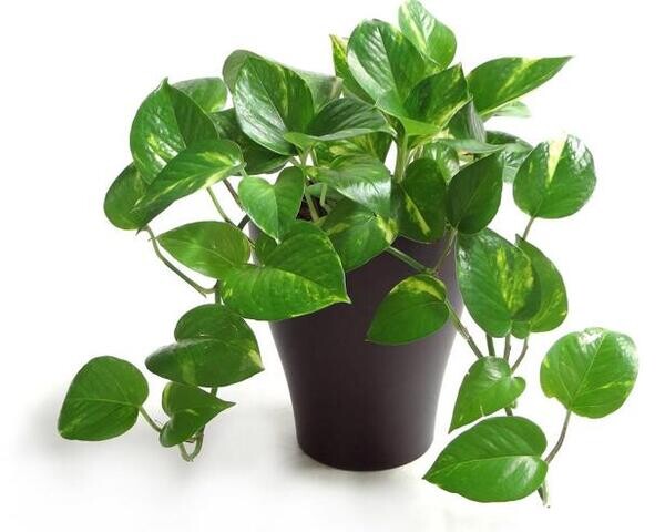 Pothos for sale