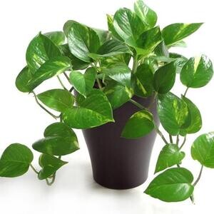 Pothos for sale | PostAds PH