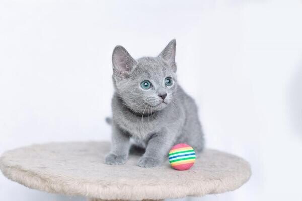 Russian blue kitten