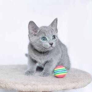 Russian blue kitten | PostAds PH