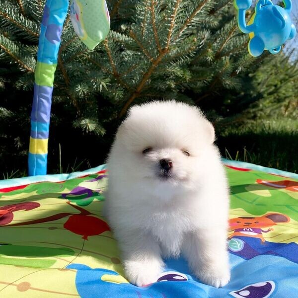 pom puppies ready to go