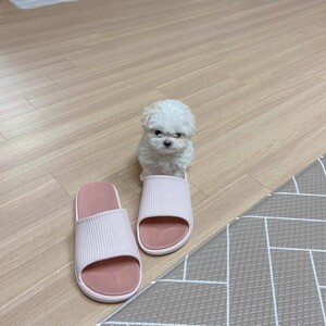 Bichon frise pup | PostAds PH