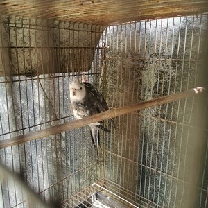 Young male Cockatiel | PostAds PH