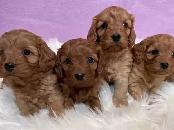 Cavapoo puppies male and female