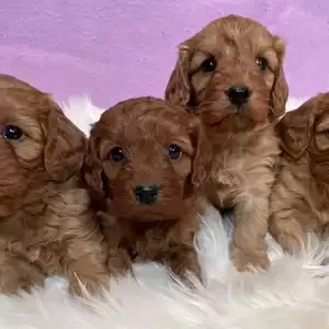Cavapoo puppies male and female | PostAds PH