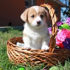 CORGI PUPS | PostAds PH