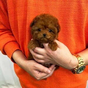Red poodle male | PostAds PH