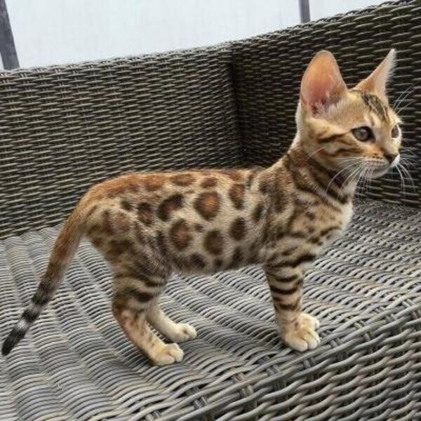 Bengal kittens Available