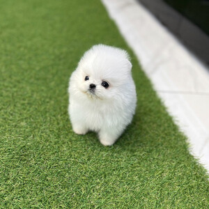 Pomeranian yorkie puppy for sale | PostAds PH