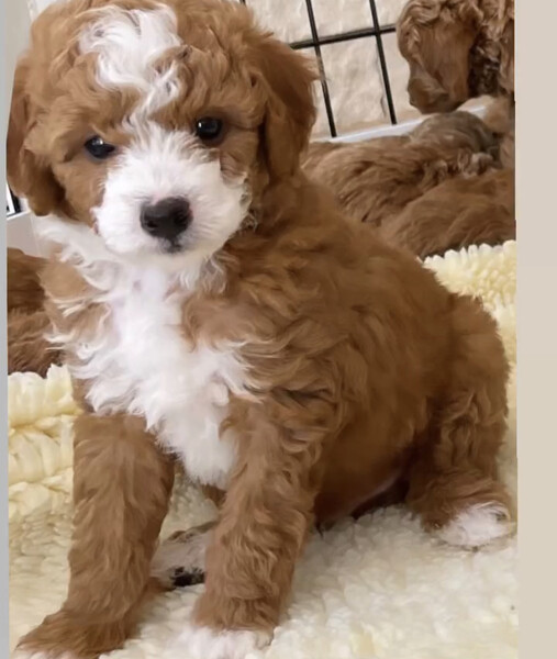 Golden doodle for sale 