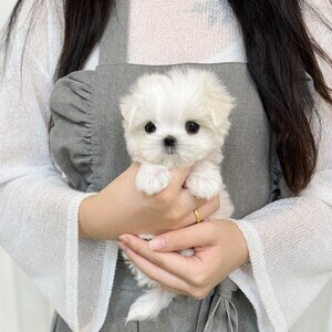 Female Maltese | PostAds PH