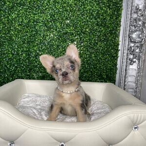 French Bulldog | PostAds PH