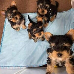 Teacup yorkie puppies for sale | PostAds PH