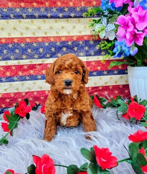 Toy Poodle for Rehoming