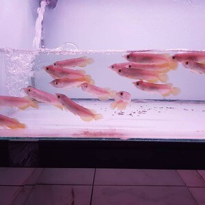 AROWANA FISHES FOR SALE IN DIFFRENT INCHES | PostAds PH
