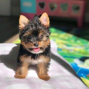 Teacup yorkie puppy for sale | PostAds PH