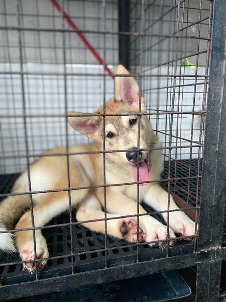 For sale pure siberian husky