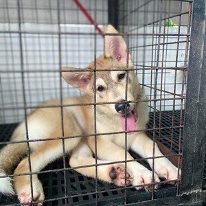 For sale pure siberian husky | PostAds PH