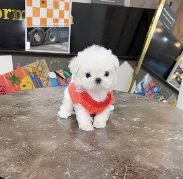 Maltese yorkie puppy for sale 