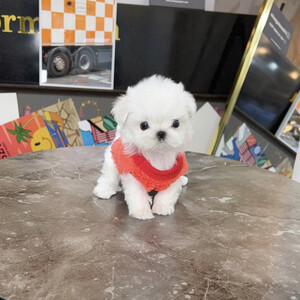 Maltese yorkie puppy for sale | PostAds PH