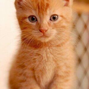 Ginger Main Coon kittens available for adoption. WhatsApp only at +63 985 914 0789 | PostAds PH