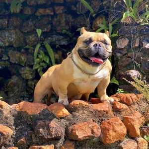 Americanbully for sale | PostAds PH