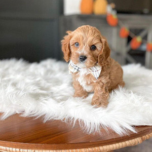 Mini golden doodle for sale | PostAds PH