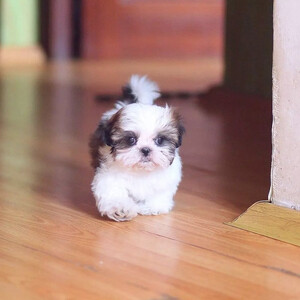 Shihtzhu puppy for sale | PostAds PH