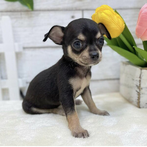 Smooth cute chihuahua for sale | PostAds PH
