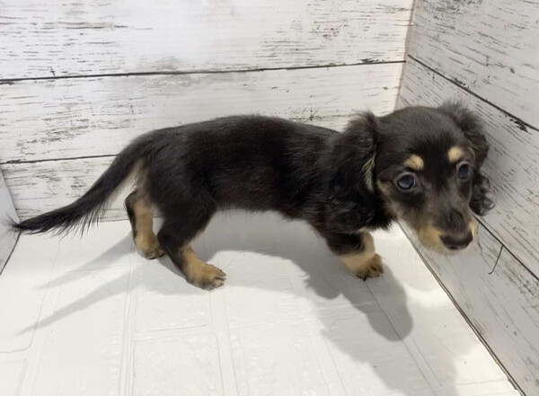 cannyhen dachshund